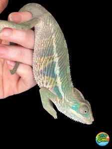 AMBILOBE Panther Chameleon: (E14)