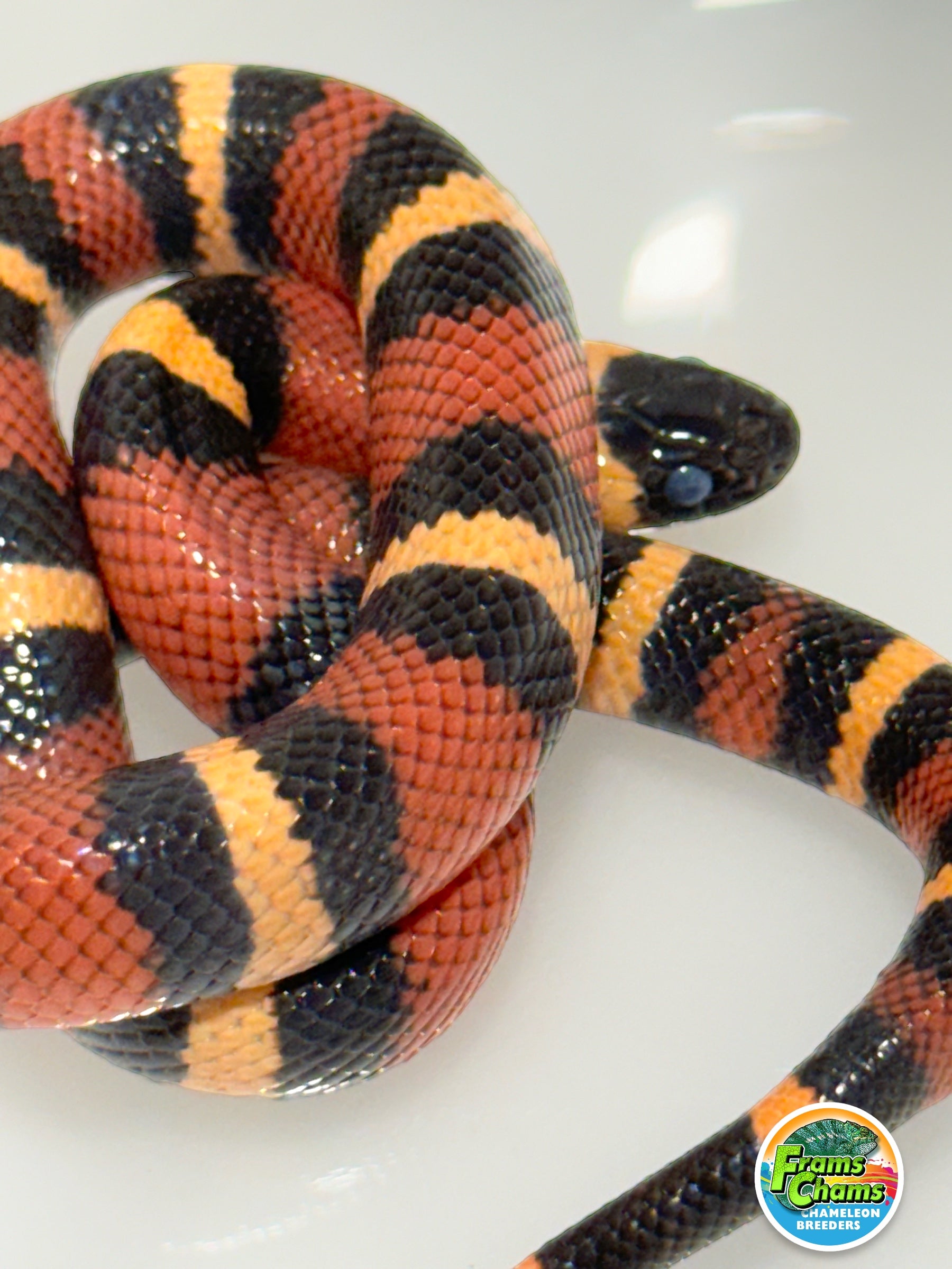 Apricot Pueblan Milk Snake- (MS3) – FramsChams Panther Chameleons