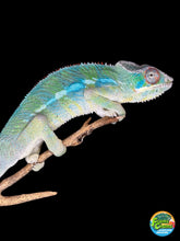 Load image into Gallery viewer, AMBILOBE Panther Chameleon: (E10)
