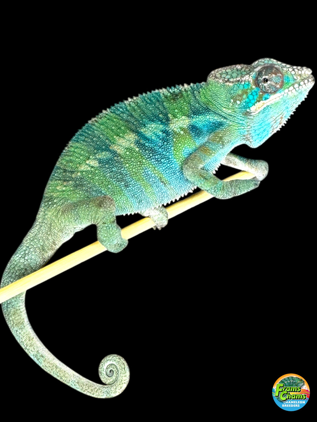 AMBILOBE Panther Chameleon: (E22)