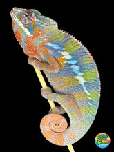 Load image into Gallery viewer, AMBILOBE Panther Chameleon: (E23)
