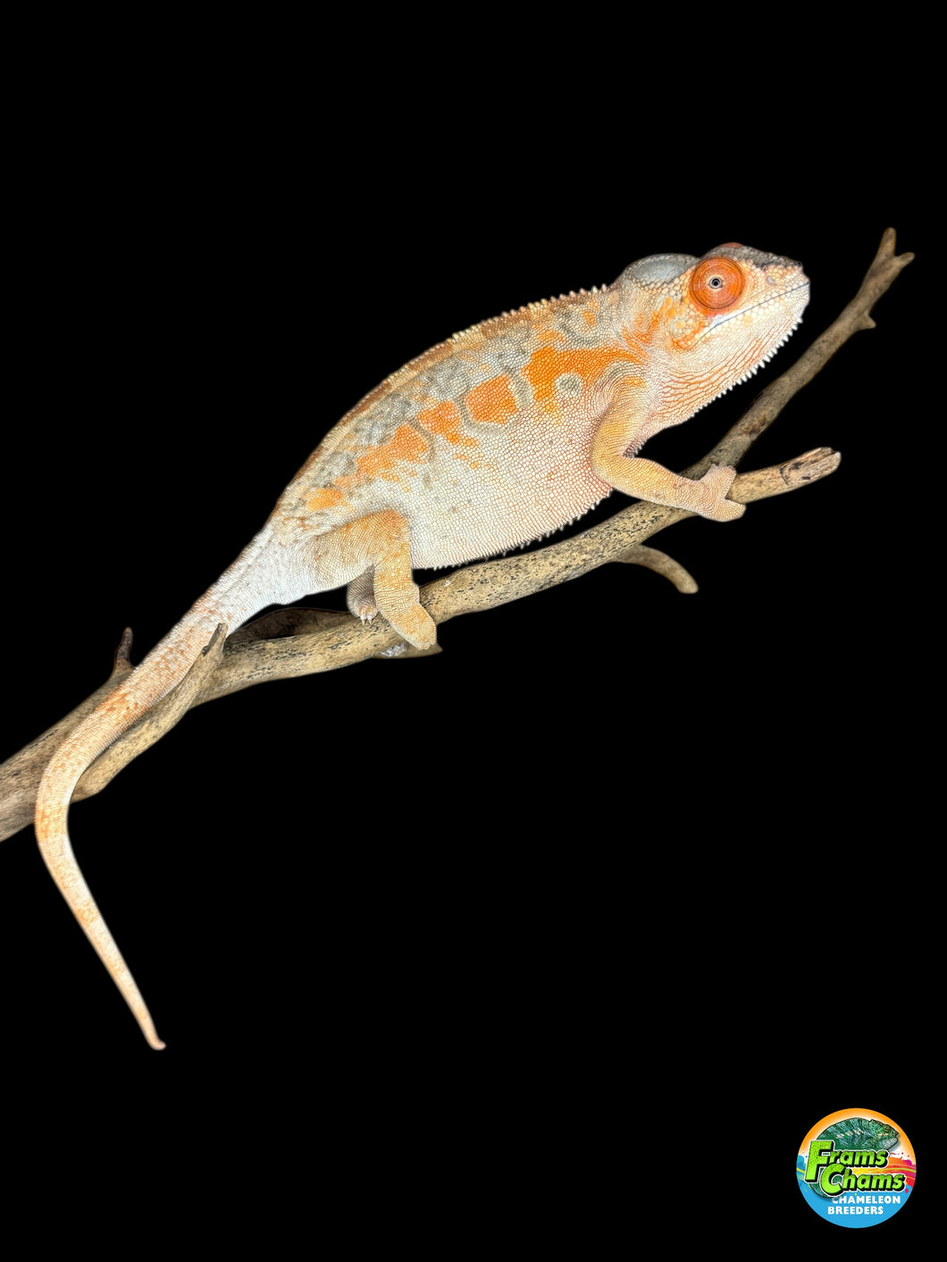 AMBILOBE FEMALE Panther Chameleon: 🚺 (C6)