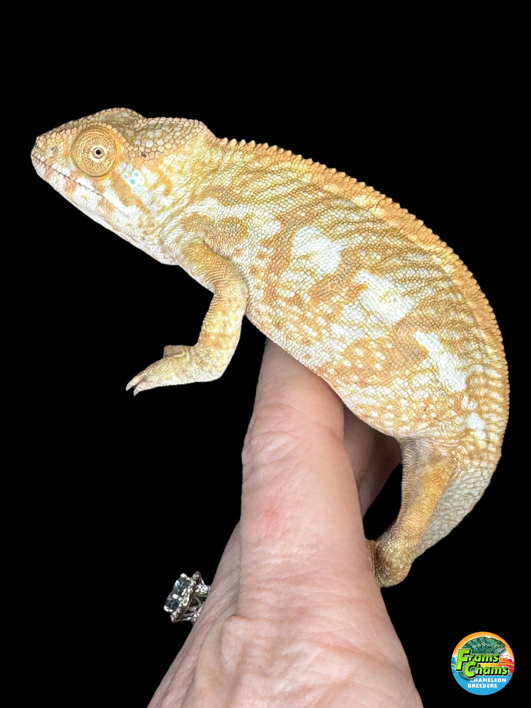 AMBILOBE FEMALE Panther Chameleon: 🚺 (C4)
