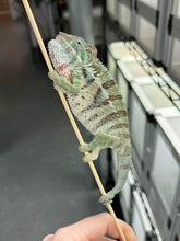 Load image into Gallery viewer, AMBANJA Panther Chameleon x WC male (I4)

