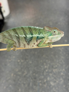 AMBANJA Panther Chameleon x WC male (I4)