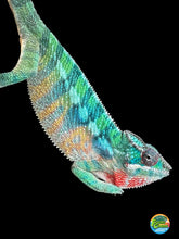 Load image into Gallery viewer, AMBILOBE Panther Chameleon: (E35)
