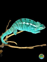 Load image into Gallery viewer, Male Nosy Be Panther Chameleon with developing sky-blue coloration
