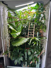 Load image into Gallery viewer, Size 16: 16&quot;x16&quot;x24&quot; Deluxe All-In-One Automated Chameleon Kit
