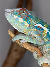 Load image into Gallery viewer, Premium Ambanja Panther Chameleon for sale with elite genetics and striking developing coloration.
