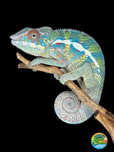 Load image into Gallery viewer, Ambanja Panther Chameleon for sale from the Avatar × Walt pairing showing vibrant developing blue, green, and yellow coloration.
