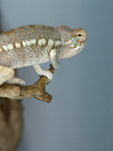 Load image into Gallery viewer, Female Ambilobe Panther Chameleon for Sale | Aslan x Flash Jr. | L7
