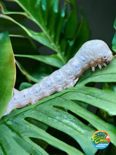 Load image into Gallery viewer, Large size silkworm on a leaf with FramsChams logo.
