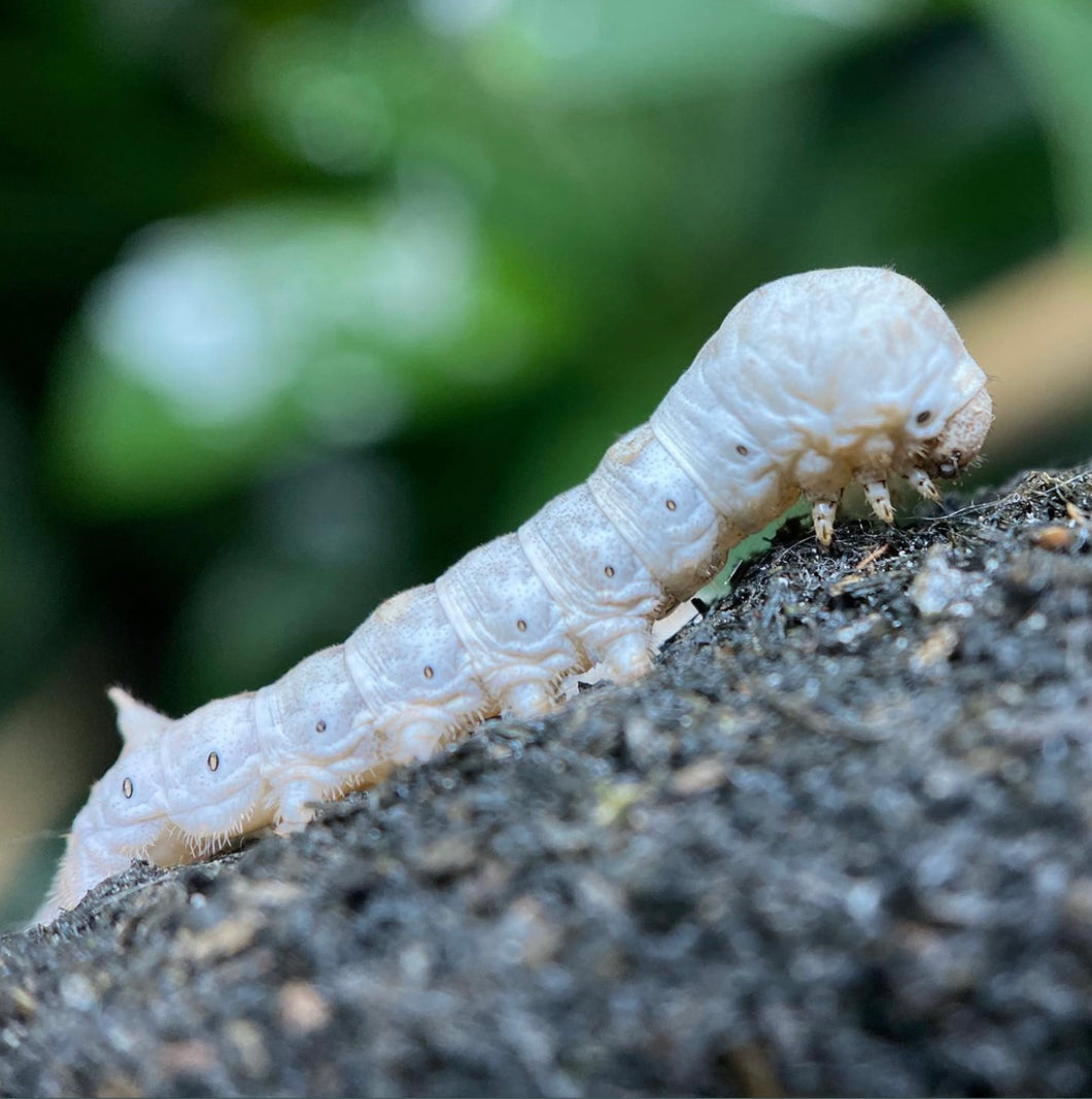 Large size silkworm on a vine