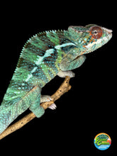 Load image into Gallery viewer, Male Ambilobe Panther Chameleon from Flash Jr. × Aslan bloodline displaying vivid green and blue colors with emerging yellow highlights
