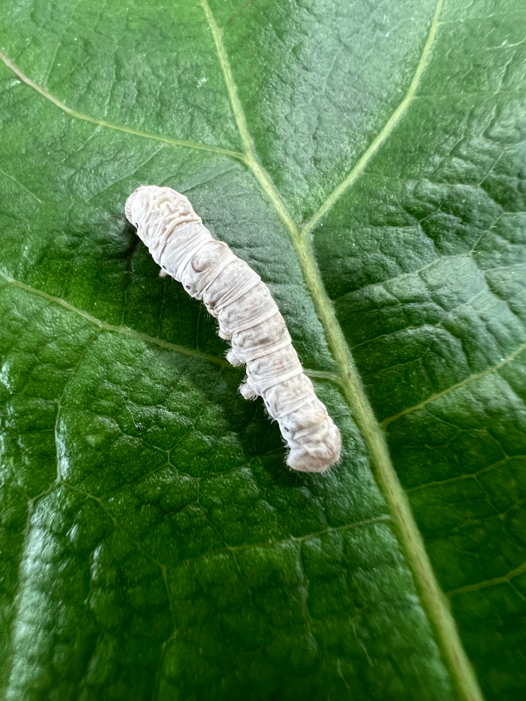 Medium silkworm on a leaf. For sale at FramsChams.