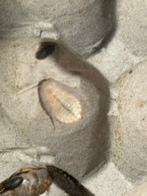 Load image into Gallery viewer, White dubia roach that just shed its exoskeleton.
