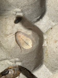 White dubia roach that just shed its exoskeleton.