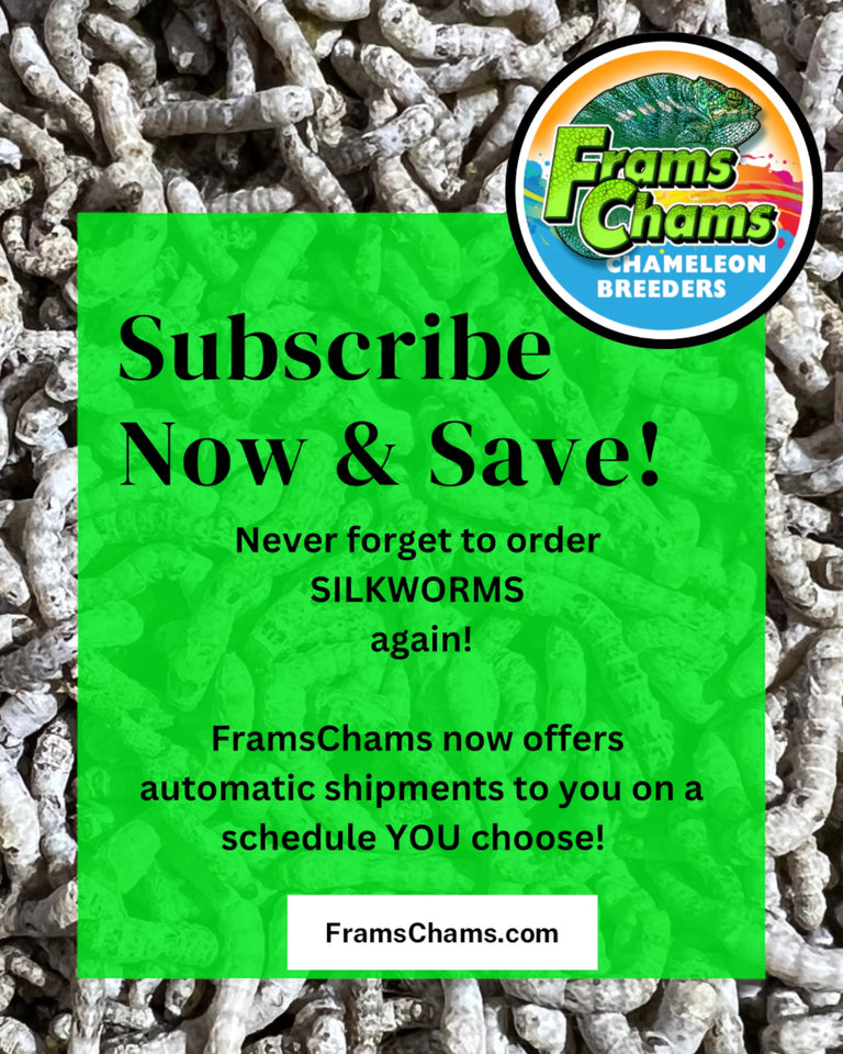 Silkworm Subscription Boxes at FramsChams