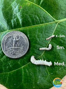 Silkworm sizes compared to a quarter.