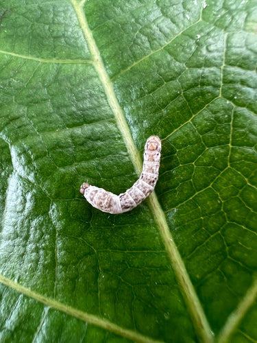 Small Silkworms for sale at FramsChams