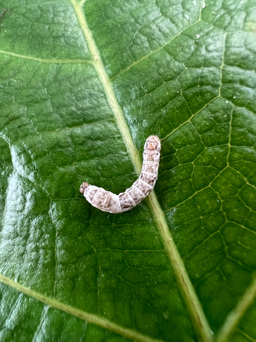 Small Silkworms for sale at FramsChams