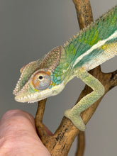 Load image into Gallery viewer, Active young male Ambilobe Panther Chameleon exploring a natural branch.
