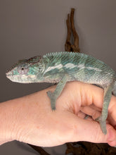 Load image into Gallery viewer, Sub-Adult Surprise Panther Chameleon calmly resting on natural branch in enclosure
