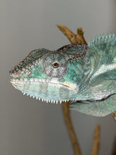 Load image into Gallery viewer, Adult Surprise Panther Chameleon showing rich teal and green color pattern in natural light
