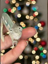 Load image into Gallery viewer, Hybrid panther chameleon basking in the glow of holiday lights
