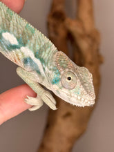 Load image into Gallery viewer, Detailed view of blue and light yellow-orange pattern
