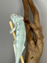 Load image into Gallery viewer, Ambilobe x Ambanja panther chameleon exploring a branch
