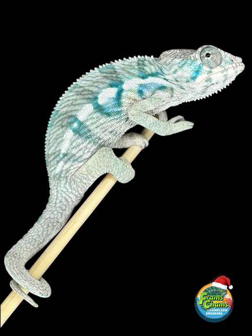 Full body view of Ambanja × Ambilobe hybrid clutchmate