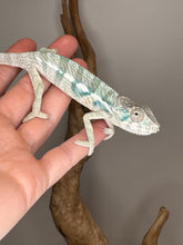 Load image into Gallery viewer, Ambanja x Ambilobe chameleon ready for a new home
