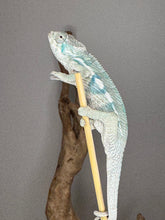 Load image into Gallery viewer, Side view highlighting color patterns
