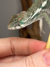 Load image into Gallery viewer, Ambanja × Ambilobe chameleon displaying its emerging blue
