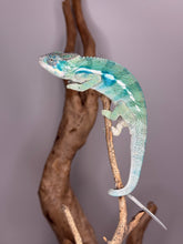 Load image into Gallery viewer, Ambanja × Ambilobe hybrid Panther Chameleon exploring a branch
