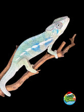 Load image into Gallery viewer, Full body view of Ambanja × Ambilobe hybrid Panther Chameleon on a branch
