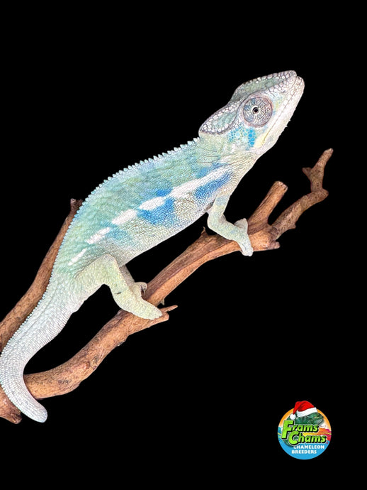 Full body view of Ambanja × Ambilobe hybrid Panther Chameleon on a branch