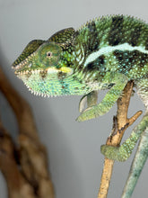 Load image into Gallery viewer, Hybrid panther chameleon perched calmly on a branch, showing subtle red accents.
