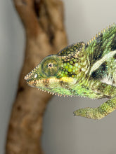 Load image into Gallery viewer, Close-up of chameleon’s feet and tail on natural branch, healthy and vibrant.
