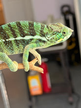 Load image into Gallery viewer, Hybrid panther basking under light, showcasing full vibrant coloration.
