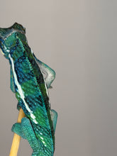 Load image into Gallery viewer, Back view of a male Ambanja × Ambilobe hybrid Panther Chameleon showing color saturation
