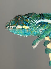 Load image into Gallery viewer, Blue-bar pattern on a male Ambanja × Ambilobe hybrid Panther Chameleon
