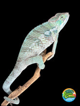 Load image into Gallery viewer, Hybrid Panther Chameleon with blue, yellow, and orange highlights
