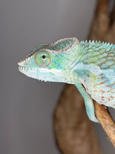 Load image into Gallery viewer, Hybrid Panther Chameleon with stunning blue and orange coloration
