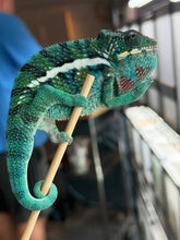 Load image into Gallery viewer, Exact Ambanja × Ambilobe hybrid Panther Chameleon available for purchase
