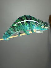 Load image into Gallery viewer, view of a captive-bred Ambanja × Ambilobe hybrid Panther Chameleon
