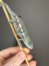 Load image into Gallery viewer, Side profile of young hybrid Panther Chameleon with developing blue highlights
