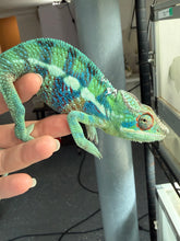 Load image into Gallery viewer, Detail of subtle early red markings on Avatar x Blue Magic Ambanja juvenile
