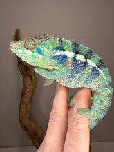 Load image into Gallery viewer, Side view emphasizing emerging blue bars and high-contrast pattern against green base
